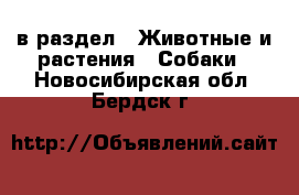  в раздел : Животные и растения » Собаки . Новосибирская обл.,Бердск г.